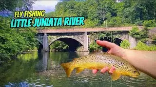 Nymphing the Little Juniata River for BIG and PLENTIFUL Wild Brown Trout (Early Summer Fly Fishing)