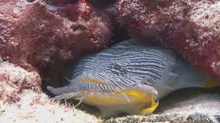 Discover the Mysterious Tripod Fish 15,400ft Deep!!