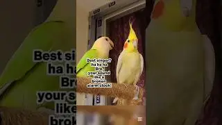 Tiny Lovebird Roast the Cockatiel😁 #funnybirds #cockatiel #therfbirds #birdsoftiktok