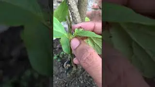 How do you find the node of a plant #shorts #shortvideo