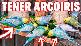 ¿COMO TENER PERIQUITOS ARCOIRIS?