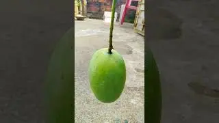 Mallika Mango Harvesting | Home Gardening Ideas