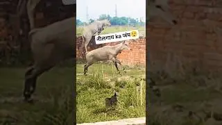 Nilgai jump😇 #shorts #viral #trending #youtubeshorts #shortvideo #viralvideo #short #love