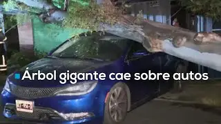 #MientrasDorm&iacute;a | &iexcl;ENORME &Aacute;RBOL CAE en CDMX! Destroza autos y deja sin luz a vecinos