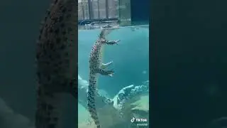 How Alligators swim underwater | alligator unseen #shorts #alligatorunderwater