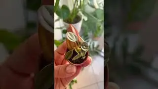 So small, so perfect. #justplantfeelings #planttiny  #plantmagic