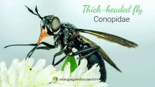 Thick-headed fly (Conopidae) Lalat Kepala Tebal, yg memiliki mulut dg belalai panjang