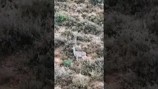 Tracking Grey Rhebok in the Karoo