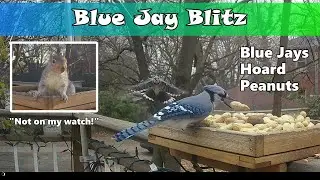 🥜Blue Jay Feeder Raids🥜