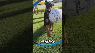 When your Doberman wins GOLD at the Olympics! 🥇🐾 #olympics #dogs #paris2024olympics #usa