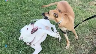 69. Dogo Argentino & Black Mouth Cur's Routine Wrestling 06/25/24 #blackmouthcur #dogoargentino