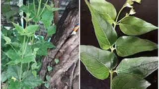 Medicinal flowering plants