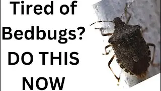 Get rid of BEDBUGS with this simple hack!!  #bedbugs #DIYhacks #getrid #simplehack #simplehacks