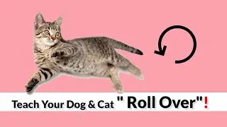 Teach You Dog & Cat To Roll Over!