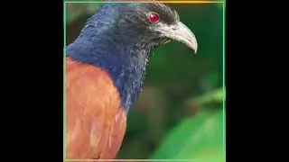 Greater coucal | world most amazing bird 🐦