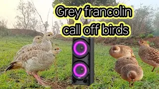 Grey francolin voice call off' birds Teetar voice grey hunting sound titeer voice