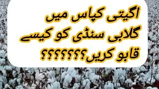 کپاس میں چور(Pink bollworm) کو کیسے تلاش اور قابو کریں؟؟؟؟؟اب بہت آسان ہوجائے گا۔