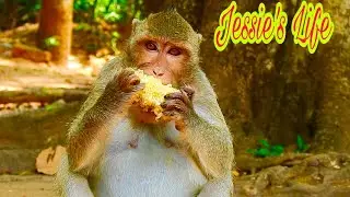 Jessie Change Taste From Mango To Corn And Her Belly More Bigger