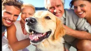 Calls to regulate animal videos shared online that may be abuse
