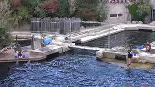 Delf&iacute;nia Show 5  v ZOO Norinberg 2018