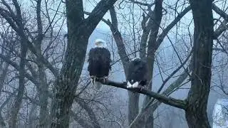 Decorah Eagles Copulating  02 24 2018