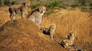 Cheetah (Acinonyx jubatus)