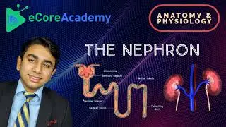 The Nephron | eCoreAcademy | AJay Raj