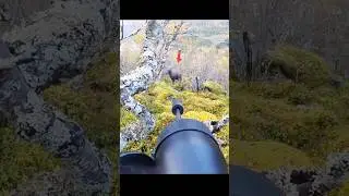 охота на большого лося с близкого расстояния &ndash; лучший выстрел#hunting #moose #deer#officialvideo