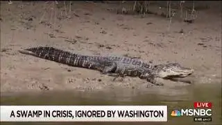 MOJO   NO CLEANUP BY tRump FOR AN ACTUAL SWAMP IN LOUISIANA   06 22 2018