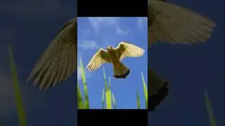 Adventures of the Mouse #wildlife #animals #shorts #birds