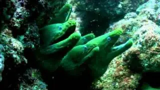 Buceo en Mar de Cort&eacute;s BCS WS