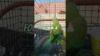 please follow me 🙏🏻 #parrot #trending #youtubeshorts #shorts #shortvideo #viralvideo #viral