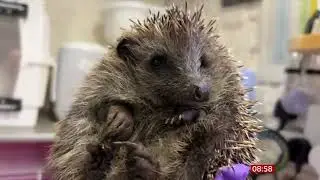Hedgehog Street on BBC Breakfast