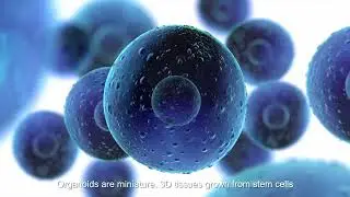 SBME - Professor Sugimura
