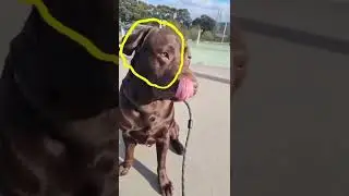 I tried the viral outline trend (viral tiktok) #shorts #funnydog #viraltiktok