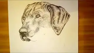 STIPPLING (DOT DRAWING) OF DOG