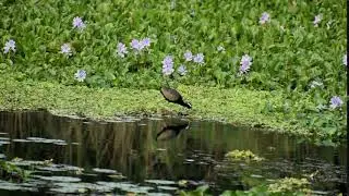 Bronze-wnged Jacana |   |Metopidius indicus