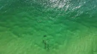 Dolphins at Dreamtime Beach, NSW Australia