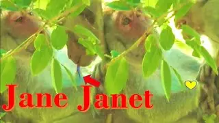 jane monkey bitten Janet .. Janet Loudly Screaming Cry .. Hurt but Janet Don't Give Up Milk