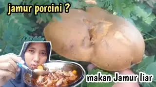 Panen jamur liar di kebun langsung kita makan #jamur #jamurliar #porcini #mushroom #hunting