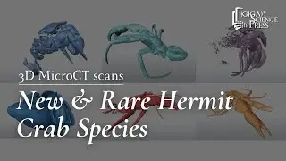 3D MicroCT scans of new & rare hermit crab species