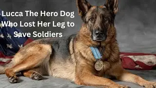 Lucca   The Hero Dog Who Lost Her Leg to Save Soldiers