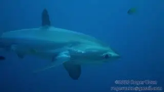 HDObservations : Thresher Shark (4K UHD)