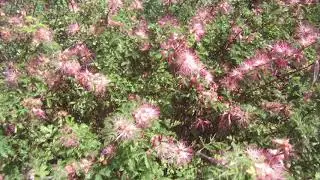Pink Fairy Duster...Callianda eriophylla