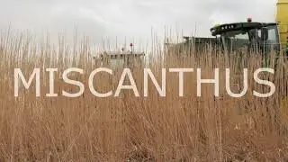 Miscanthus oogst Schiphol 2021