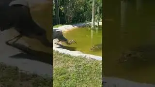 Will crocodile attack on bird ?