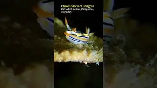 Chromodoris #nudibranch #anilao #scubadiving