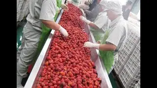 Berry Blueberry Strawberry juice production line juice extracting, sterilizing aseptic filling line
