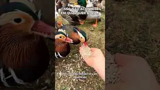 O Quintal Mais Incr&iacute;vel da Ro&ccedil;a 🦆🐓#Ro&ccedil;a #Natureza #Animais