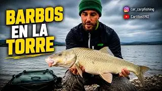 Carpfishing Barbos En La Torre